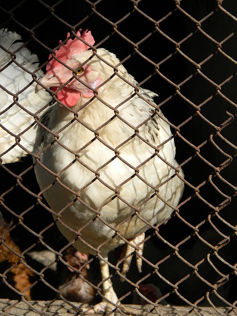 转播收益 转播收益